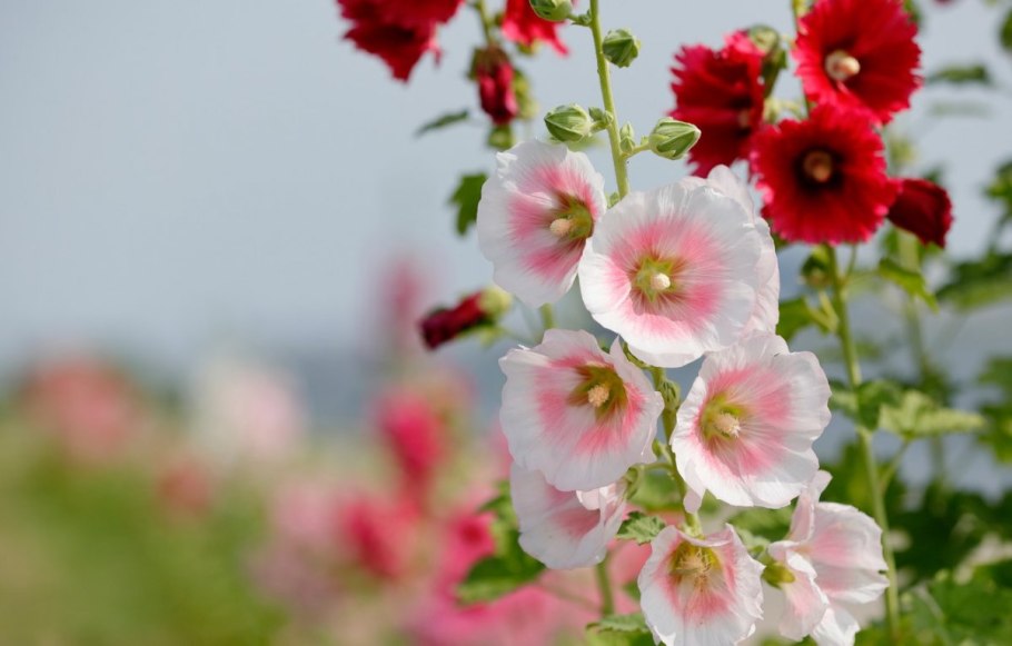 Мальва – Alcea rosea