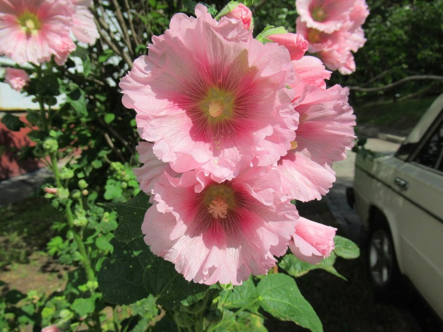 Мальва шток – роза розовая