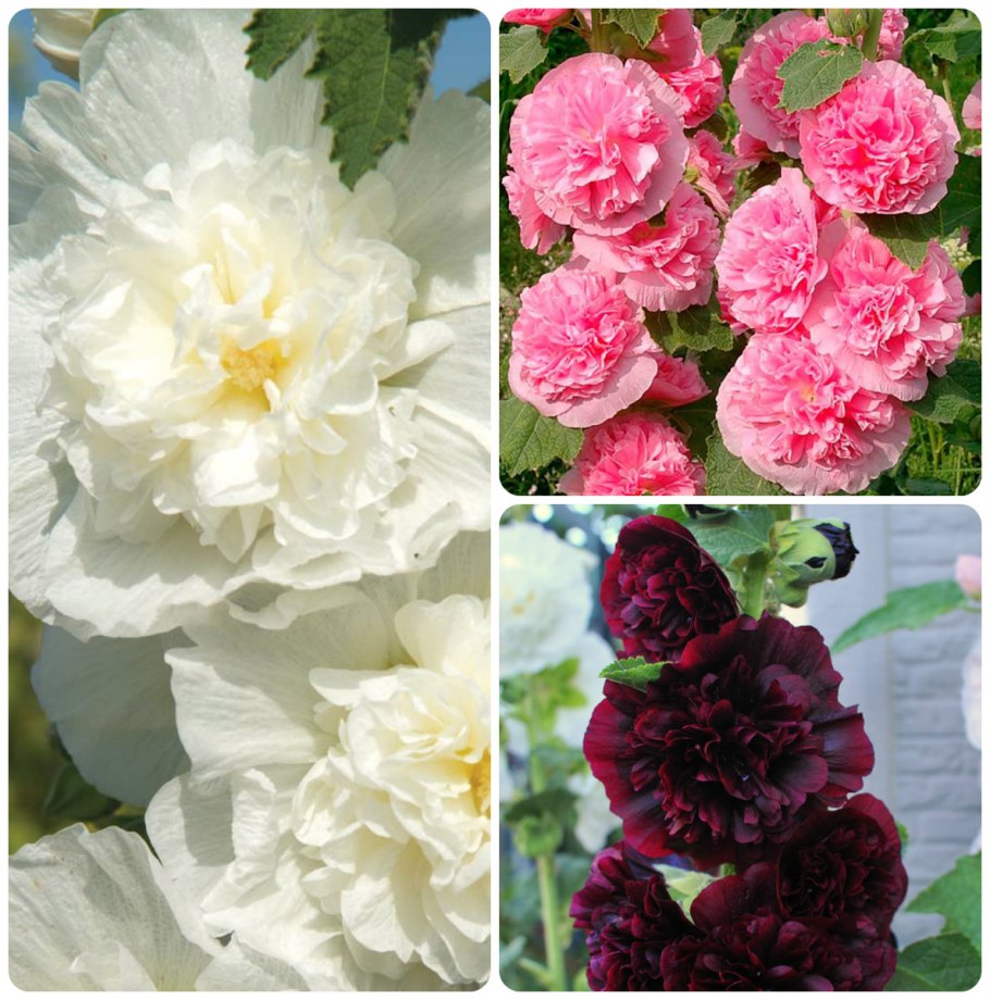 Мальва Садовая (шток-роза)