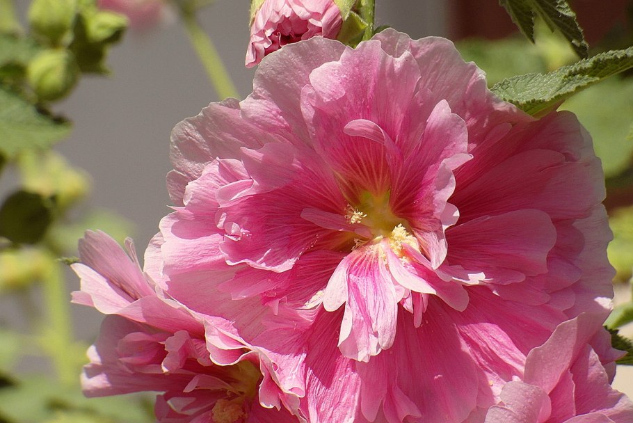 Цветки мальвы