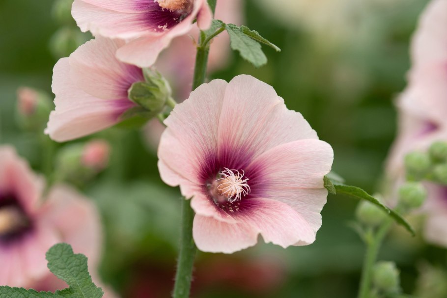Мальва – alcea rosea