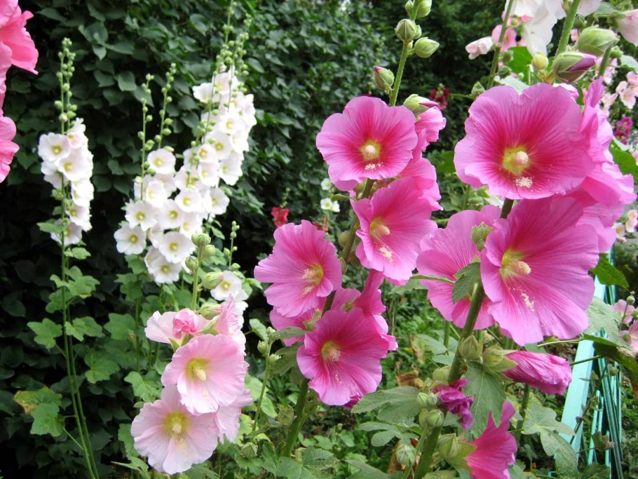 Hollyhock Мальва