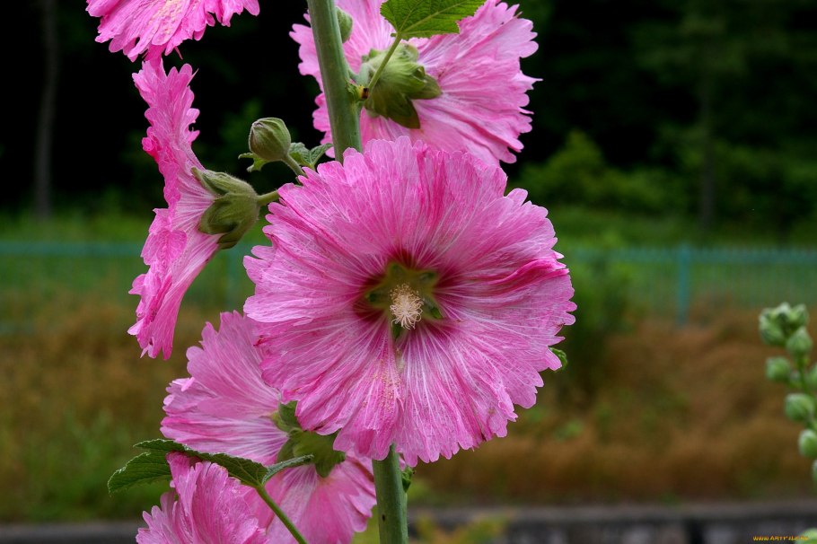 Мальва шток роза