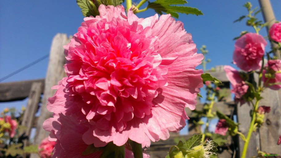 Мальва махровая