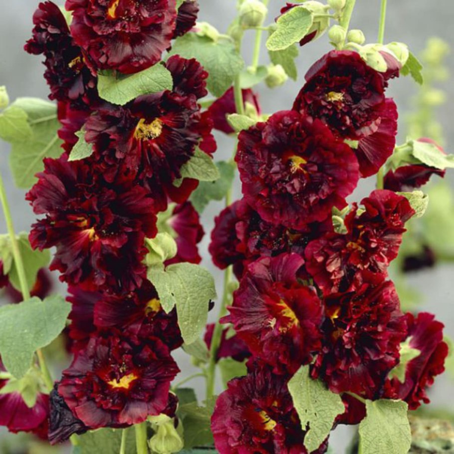 Шток-роза спринг селебритис