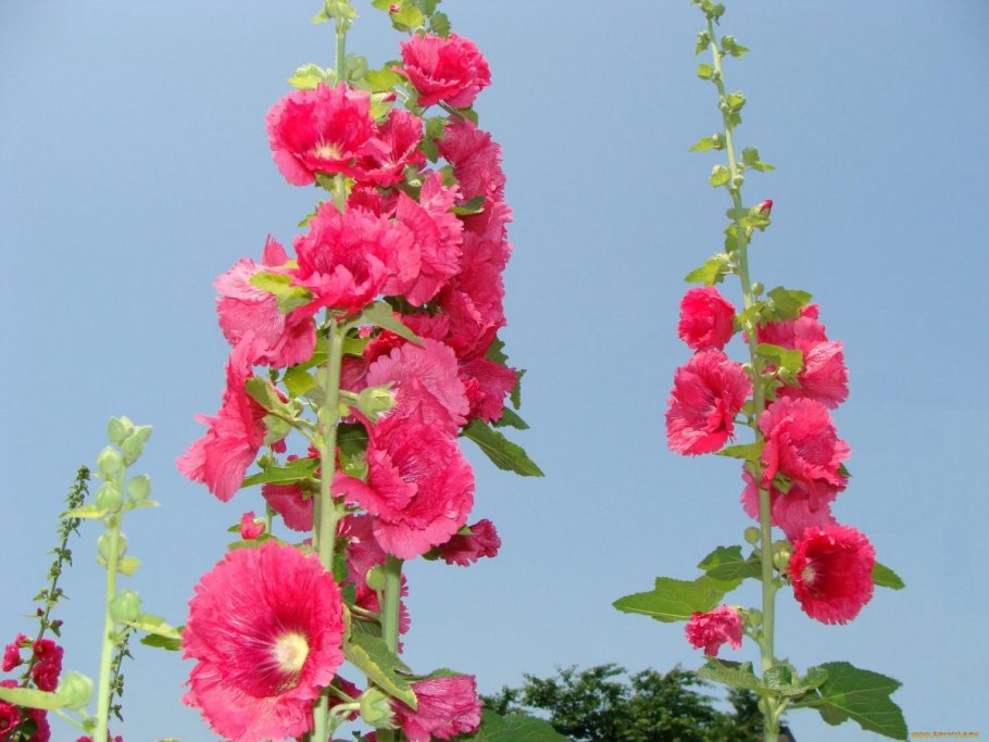 Шток-роза Королевская пурпурная