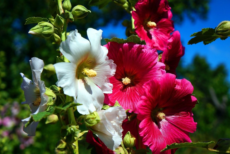 Hollyhock Мальва