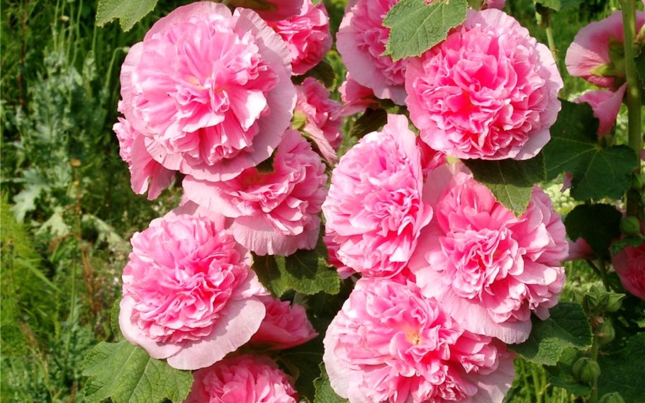 Шток роза гламур густомахровая