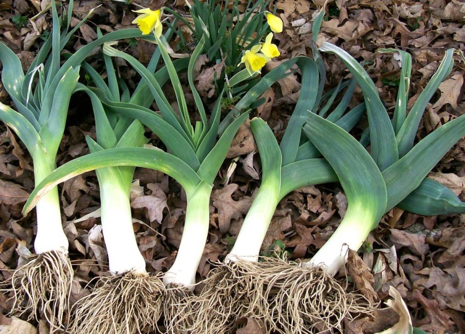 Лук порей или батун