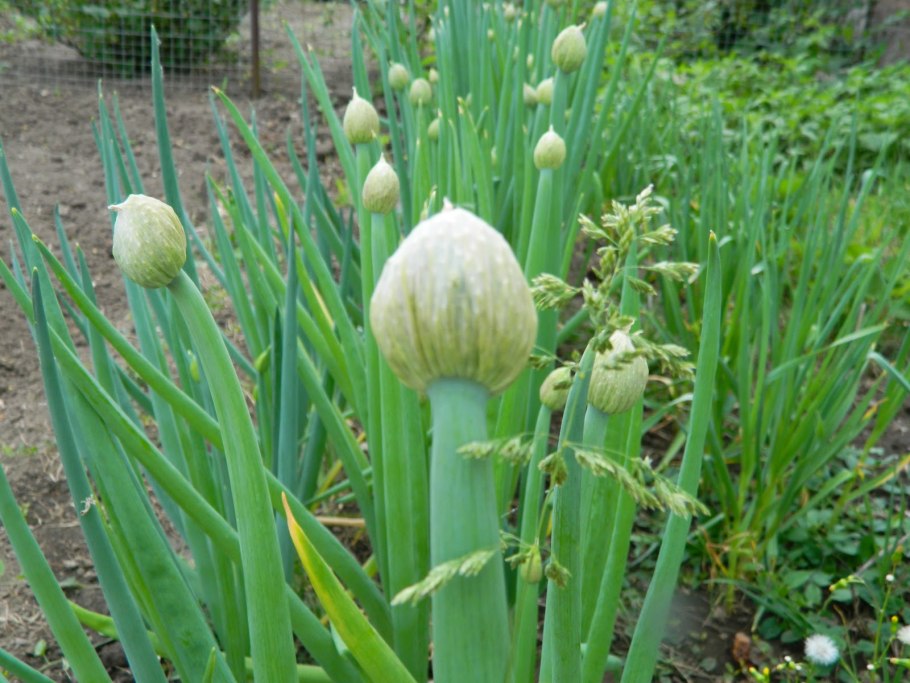 Многолетний лук