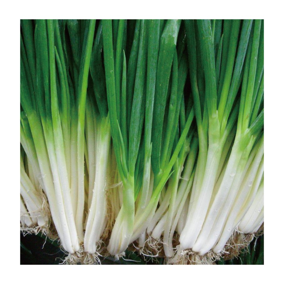 Джусай рассада