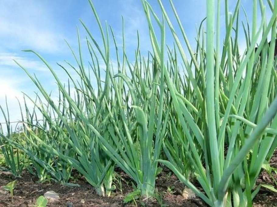 Зеленый лук на грядке