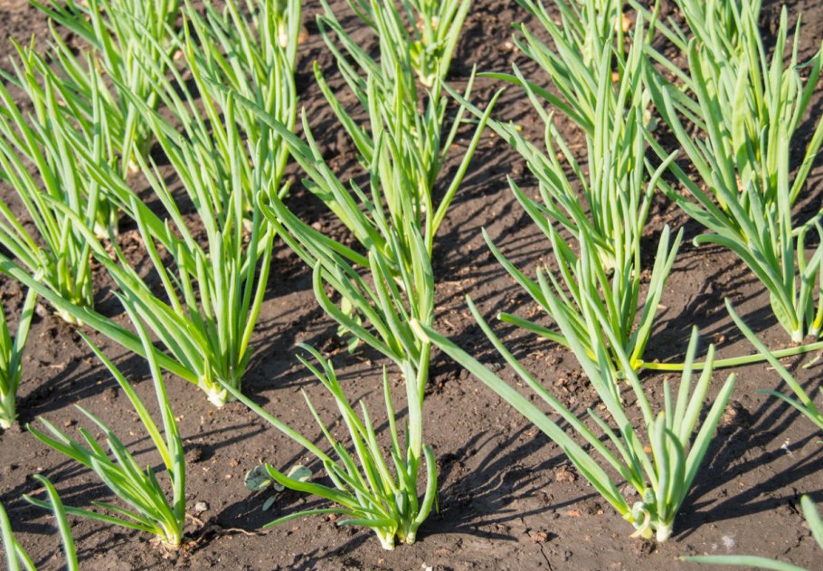 Лук Семилетка