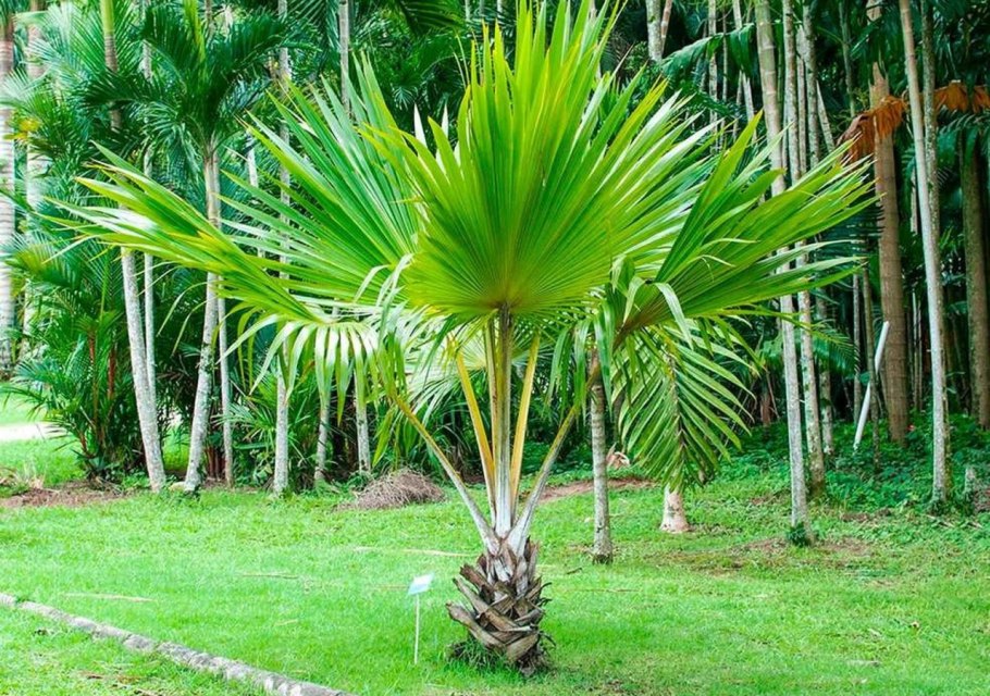 Сабаль малый Пальма