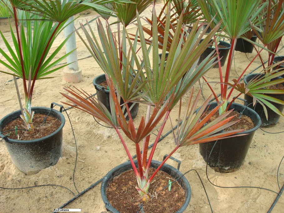 Пальма Латания плоды