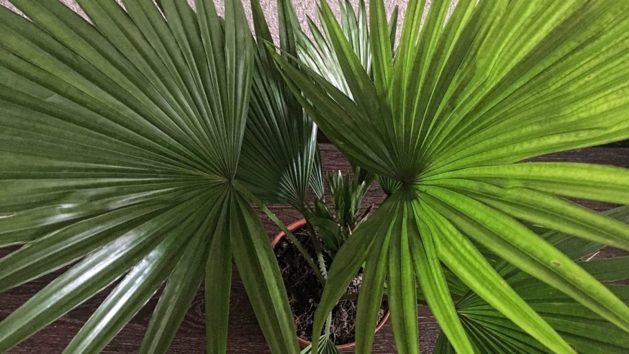 Латания дерево в полный рост