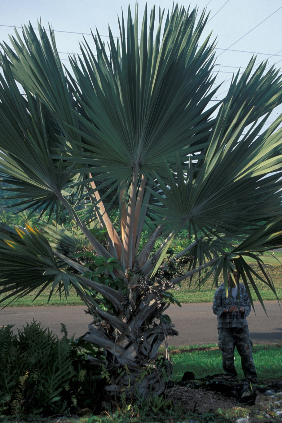 Латания Пальма