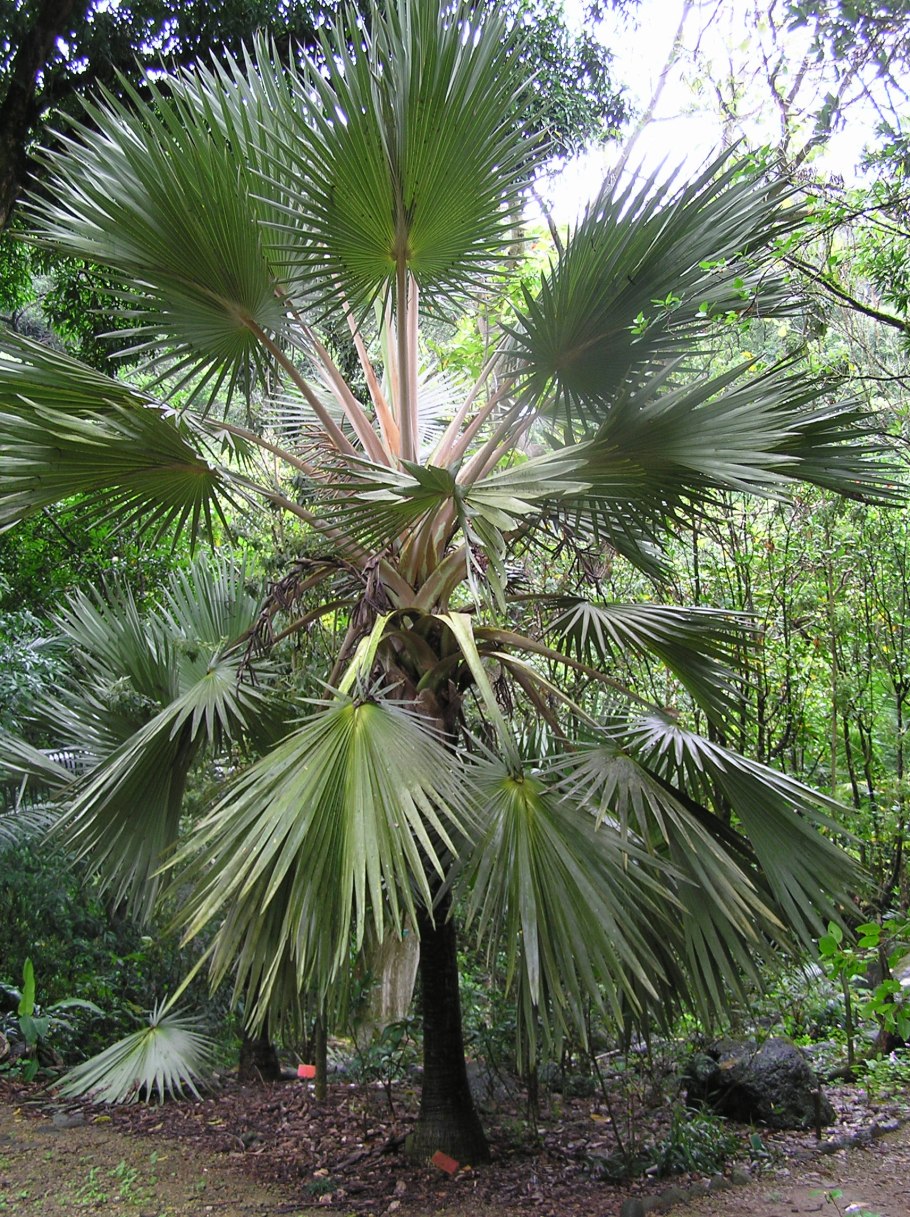 Латания растение