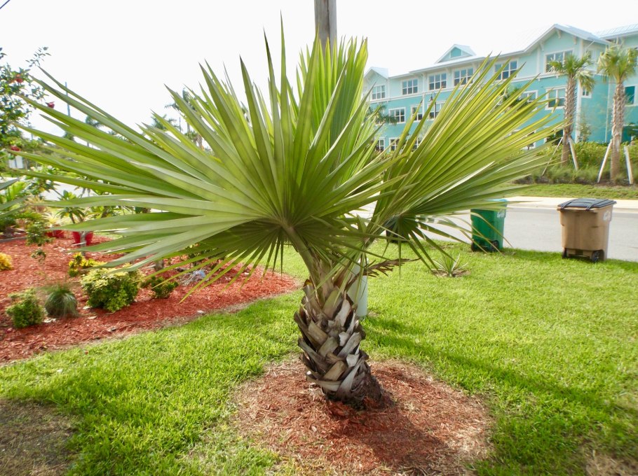 Латания Пальма