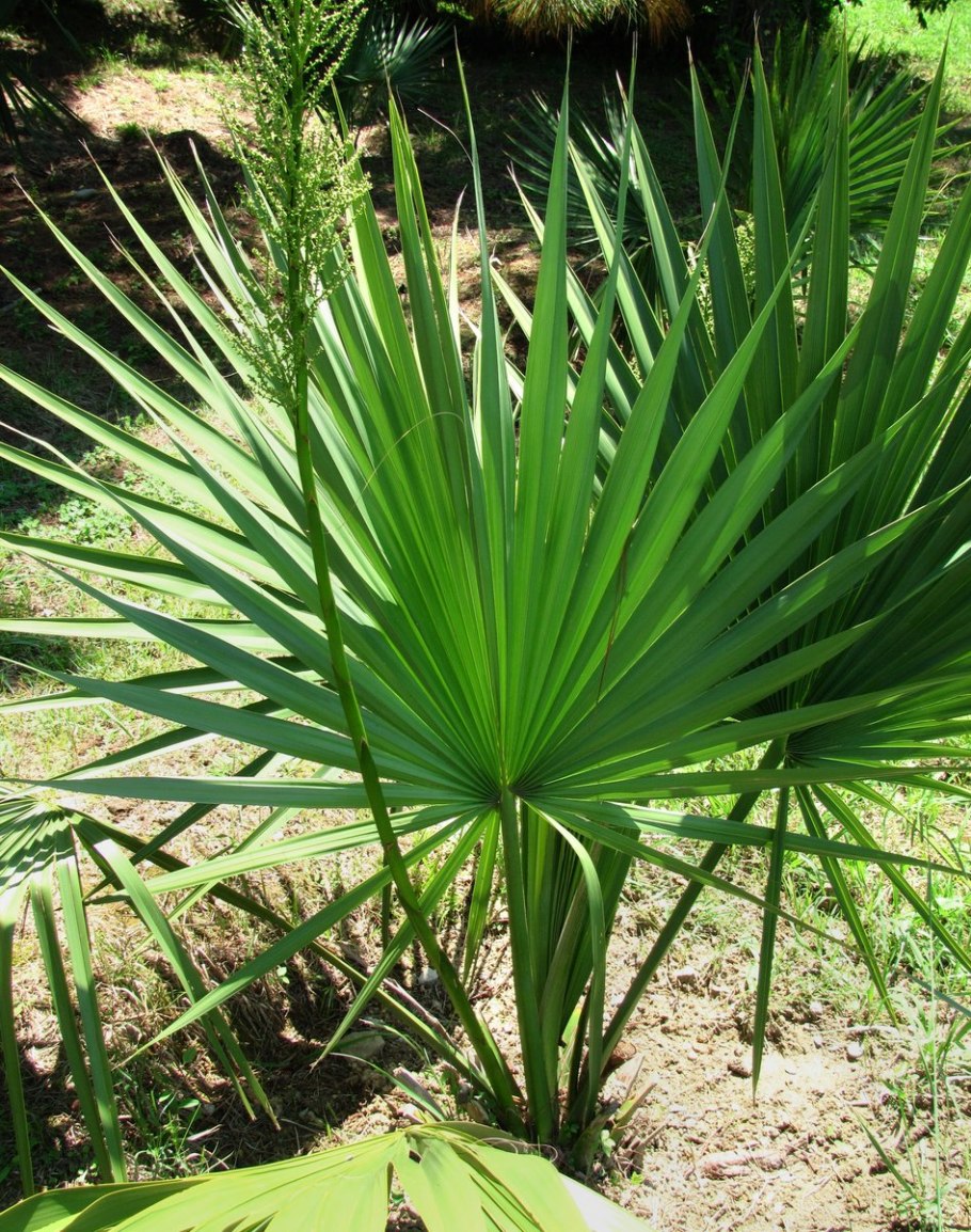 Latanya Park Resort 4