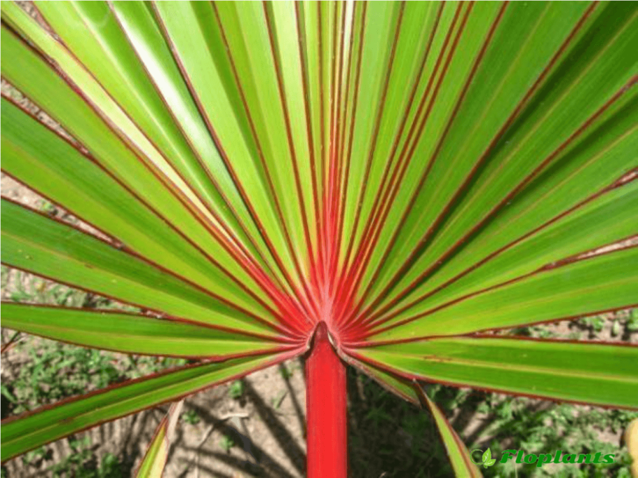 Латания растение