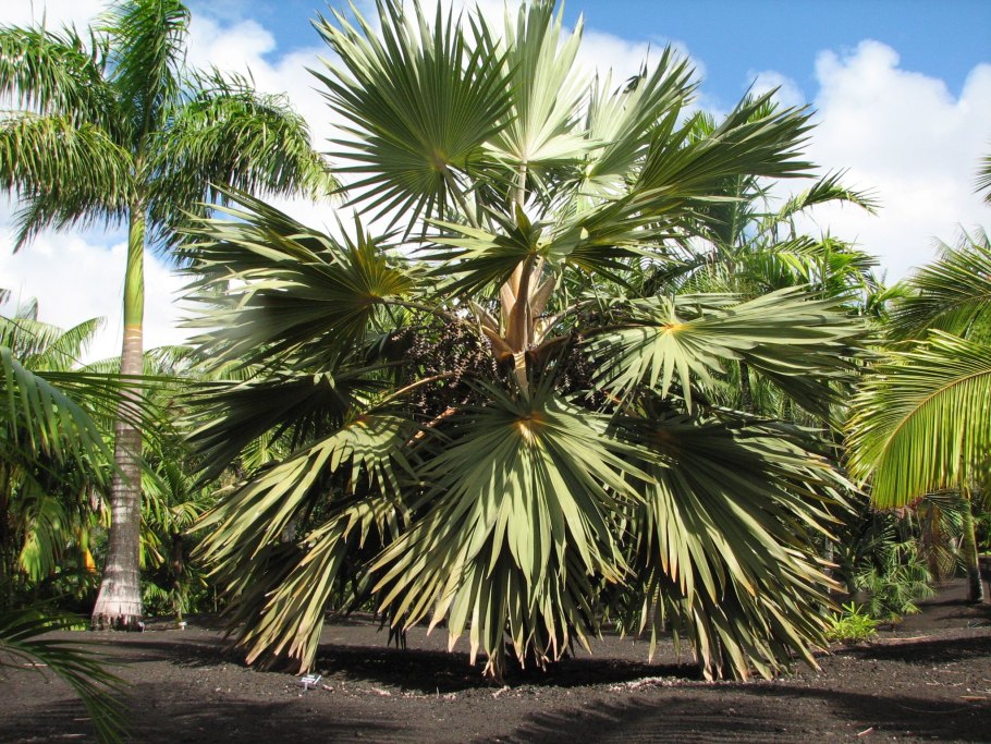 Пальма Латания Вершаффельта