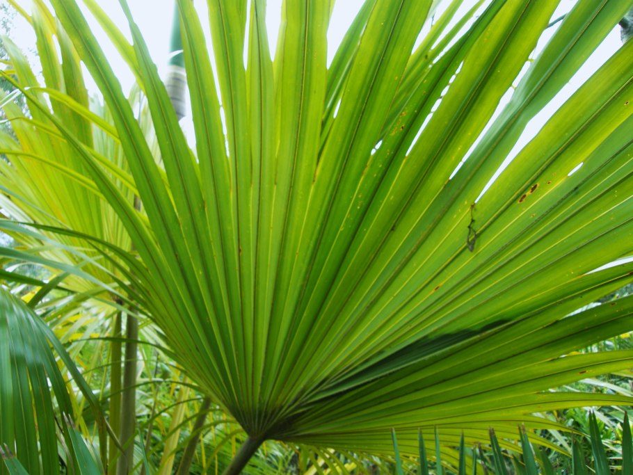 Латания растение