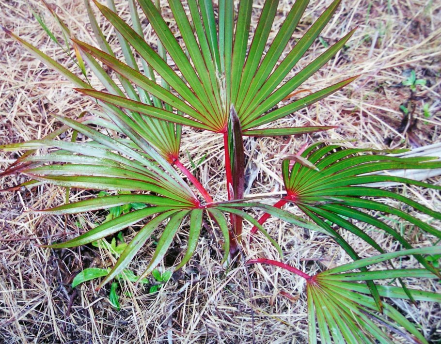 Латания краснолистная Пальма