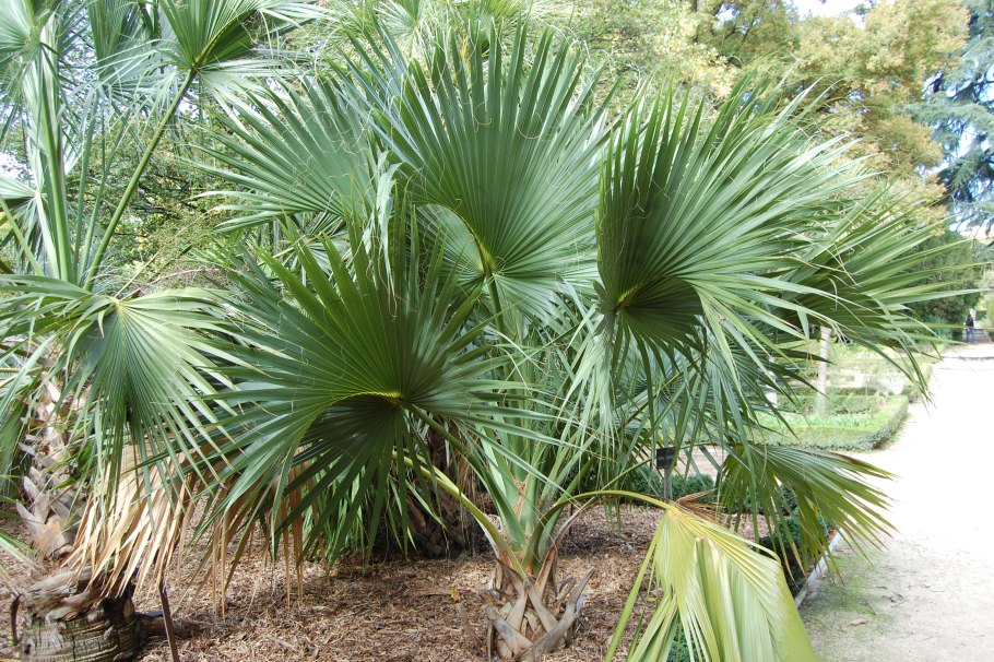 Латания Диана