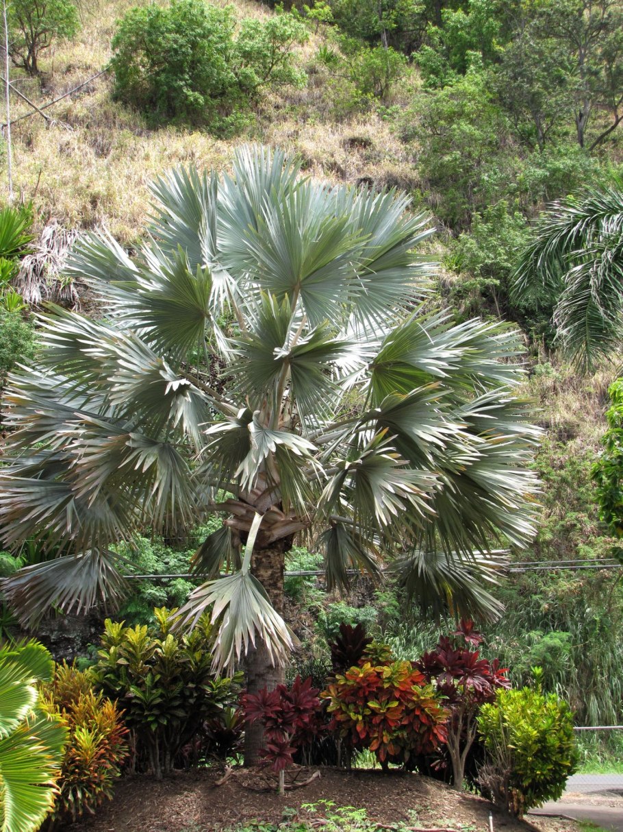 Сабаль Пальма комнатная