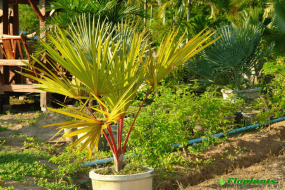 Пальма сабаль Пальметто