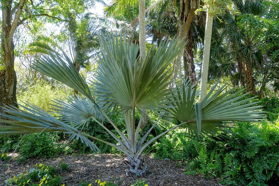 Сабаль малый