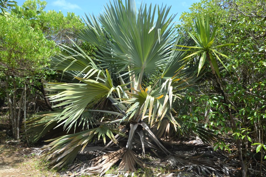 Пальма "latania iontaroùdes"
