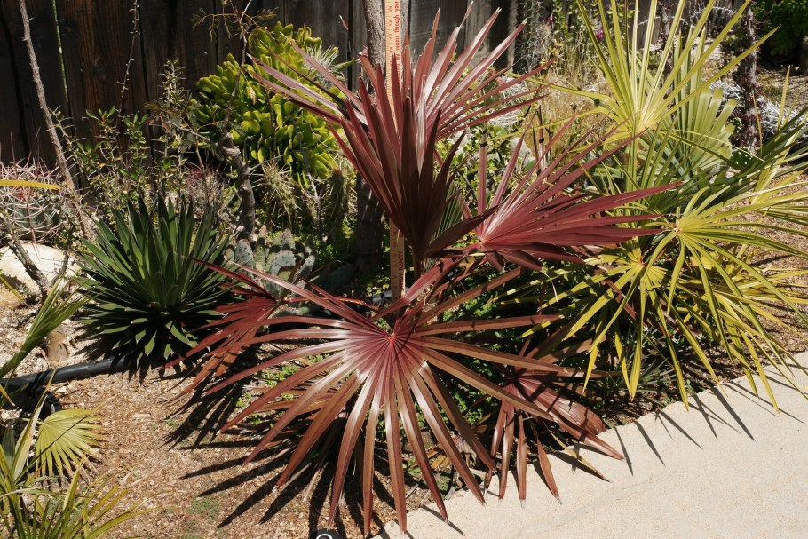 Латания Пальма