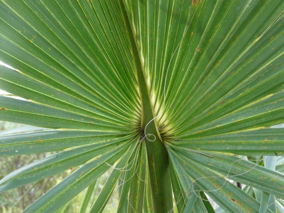 Красная Латания Пальма