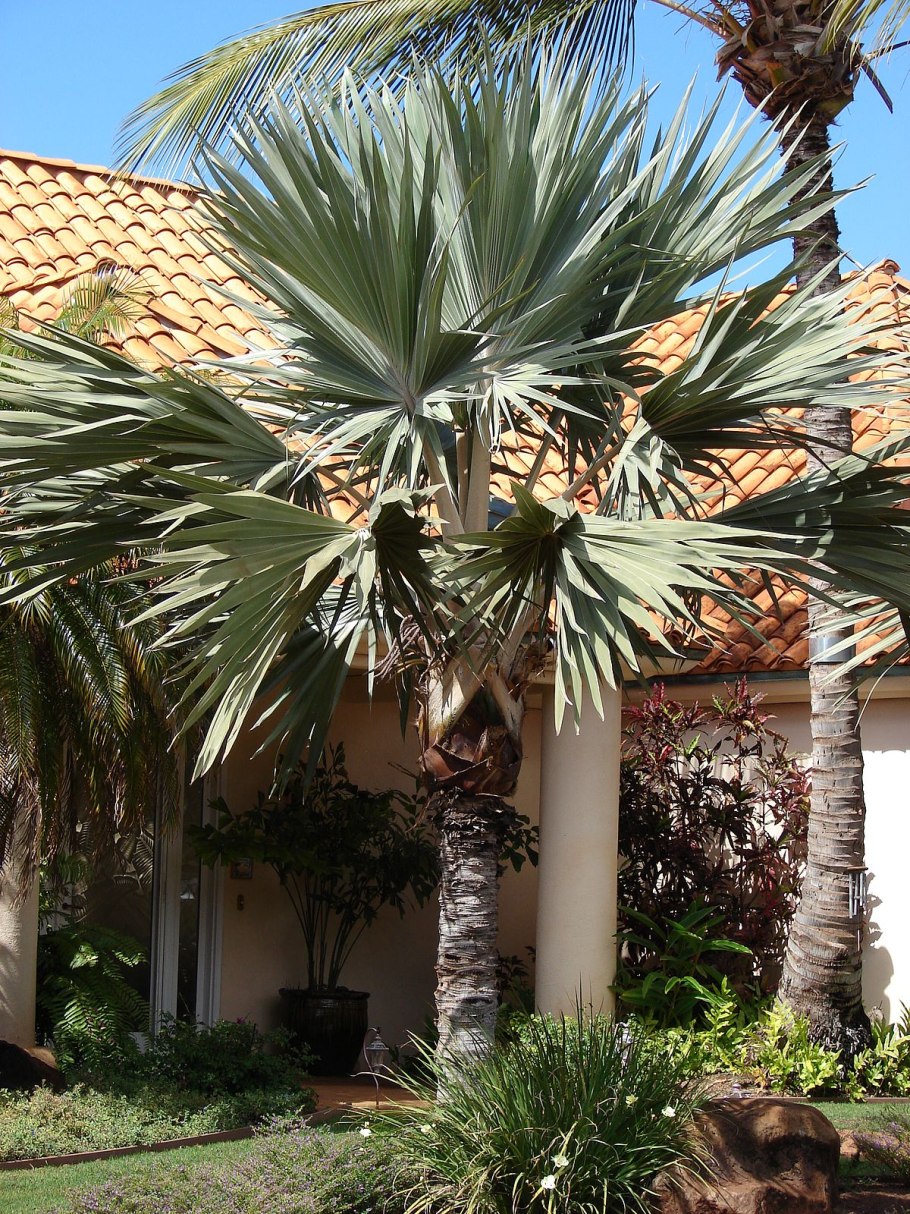 Латания Пальма