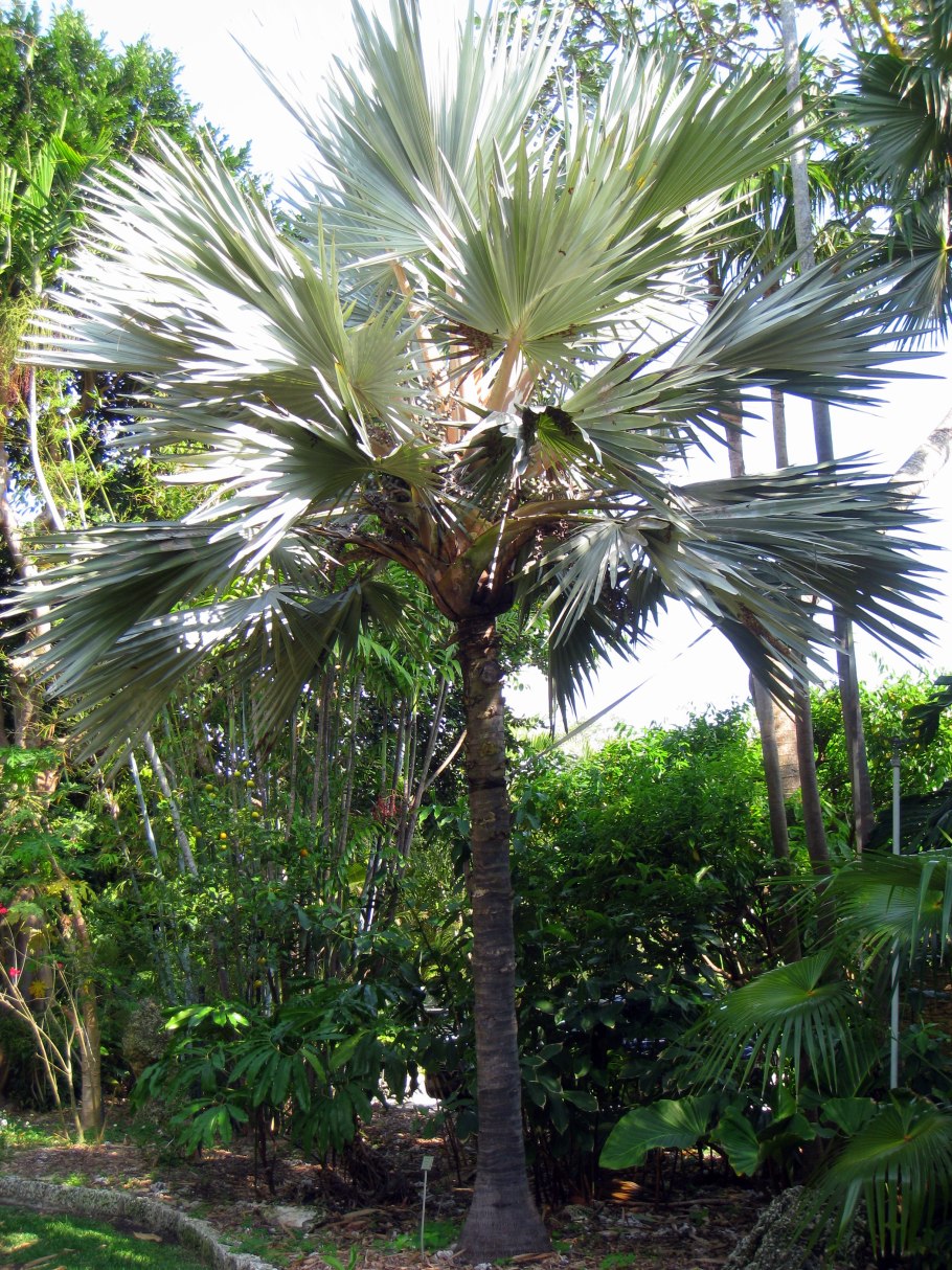 Латания краснолистная Пальма