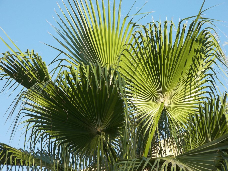 Латания Пальма