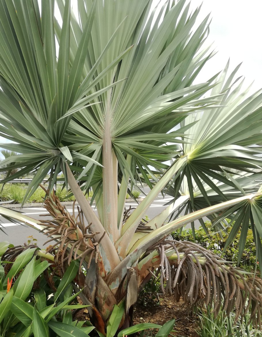 Латания Пальма