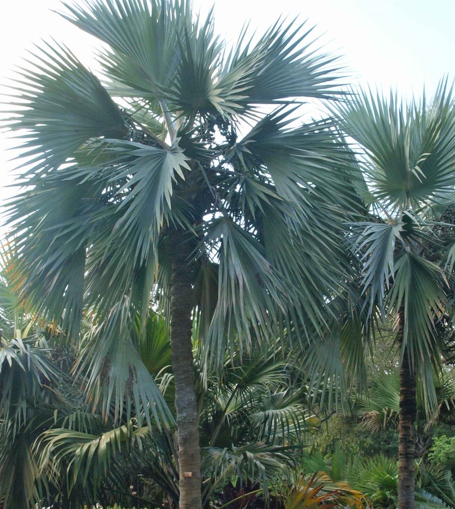 Латания лоддигеза