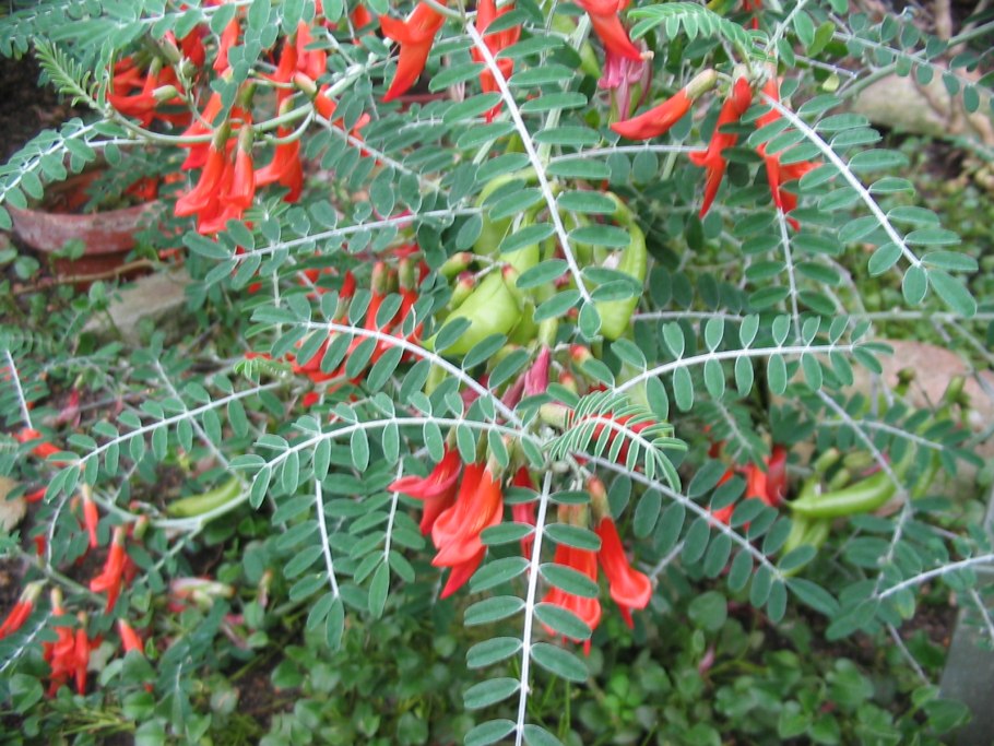 Sutherlandia frutescens