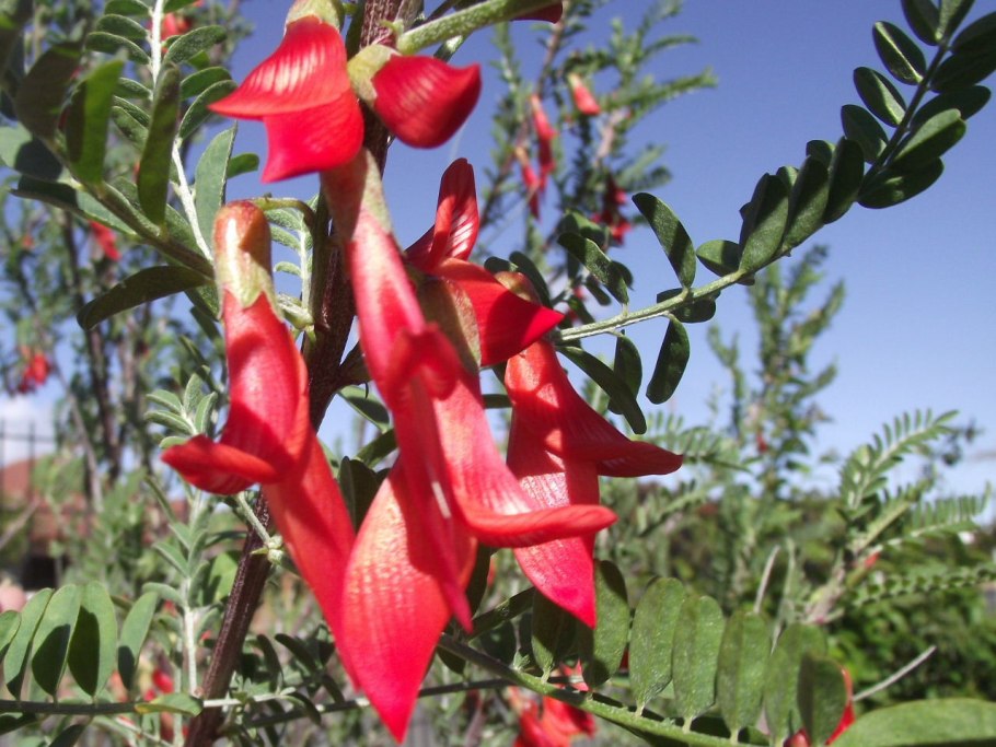 Sutherlandia frutescens