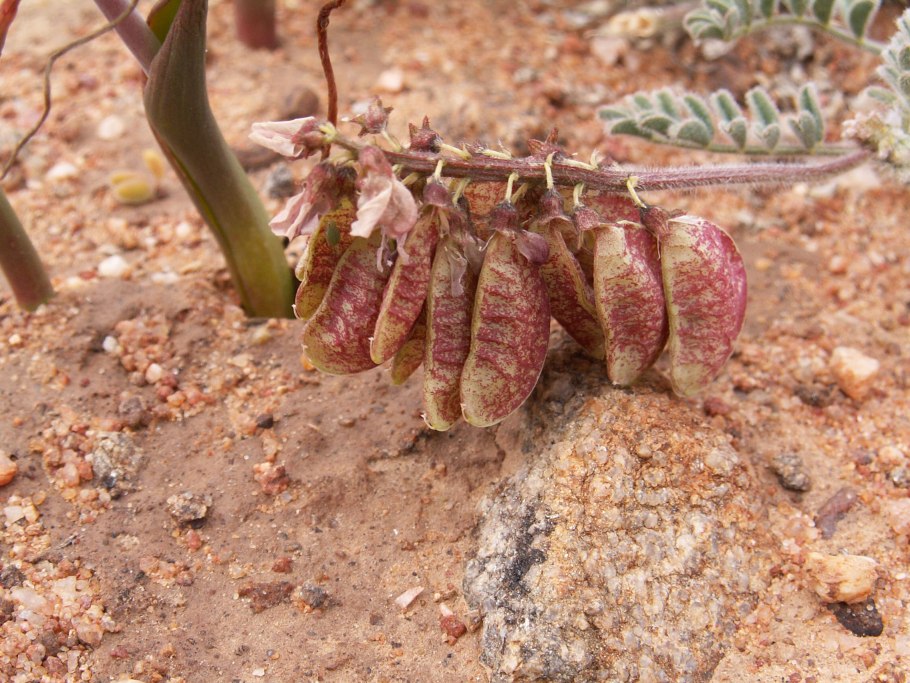 Sutherlandia frutescens