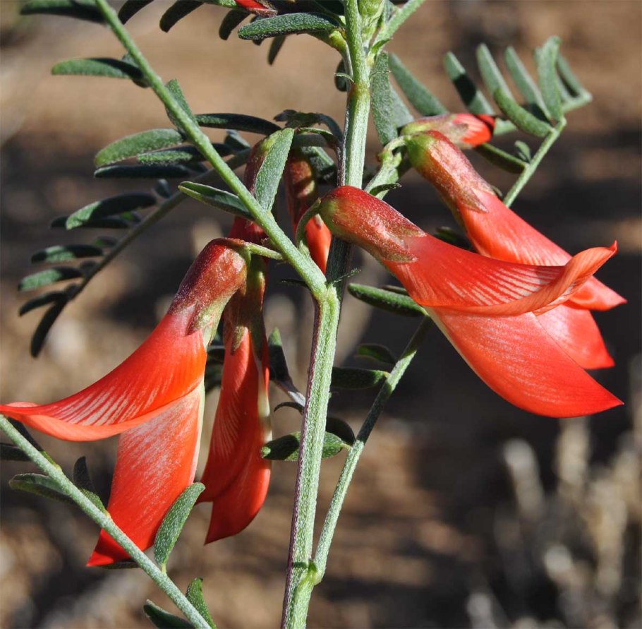 Talinopsis frutescens