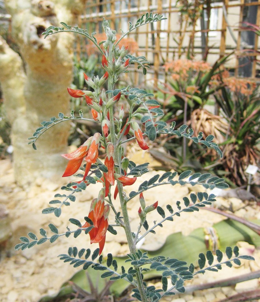 Sutherlandia frutescens