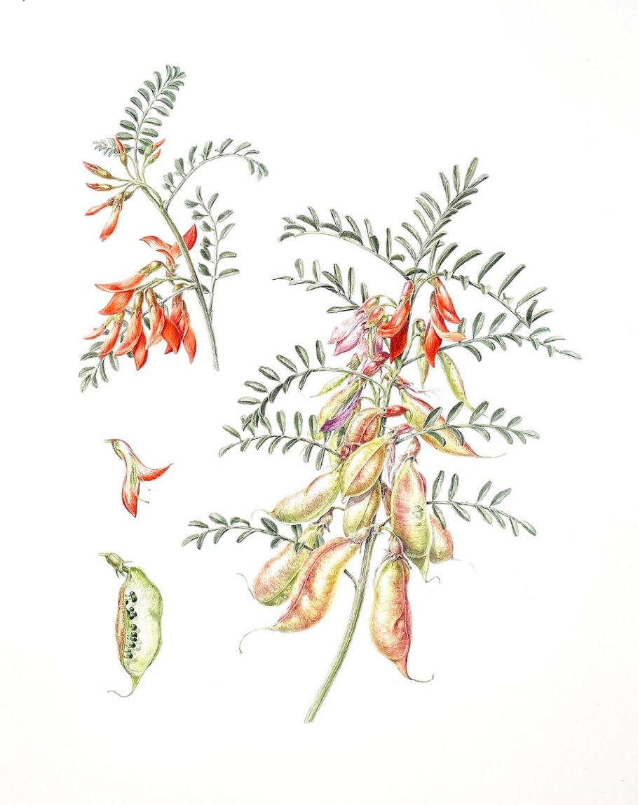 Гербарий Mimosa pudica