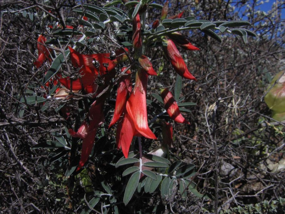 Southerlandia Lessertia