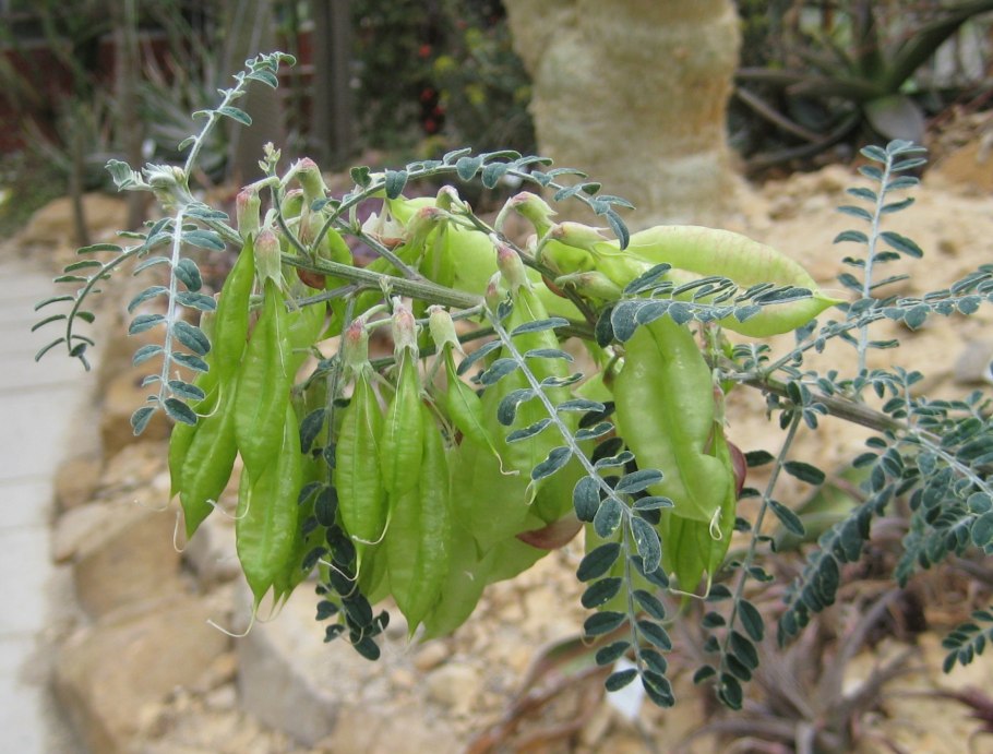 Southerlandia Lessertia