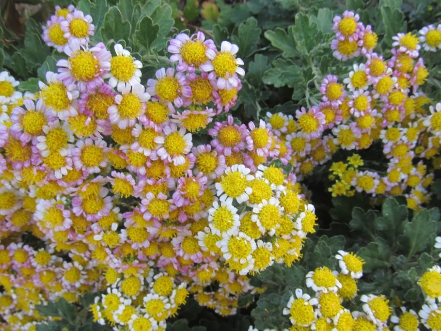 Аяния растение