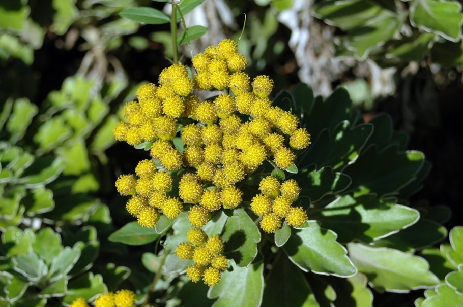 Аяния Палласа